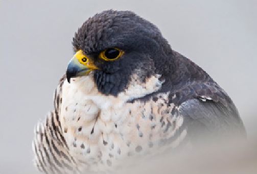 SelectingRaptor