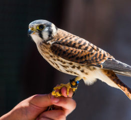 kestrel-on-hand