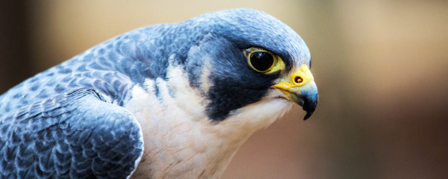 peregrine-banner-for-ff-site
