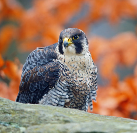 peregrine-head