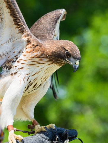 redtail-on-glove